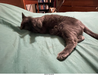 my cat Devin enjoying the bed in a new place