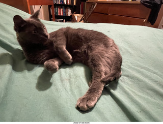 my cat Devin enjoying the bed in a new place