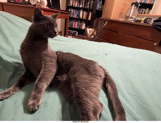 my cat Devin enjoying the bed in a new place