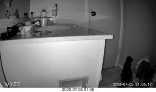 my cat Miss Pris at night out of the sink