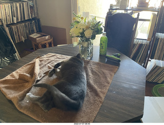 my cat Jane and floral arrangement
