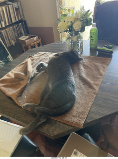 my cat Jane and floral arrangement