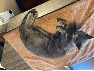 my cat Jane on the table