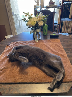 my cat Jane and floral arrangement