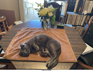 my cat Jane on the table