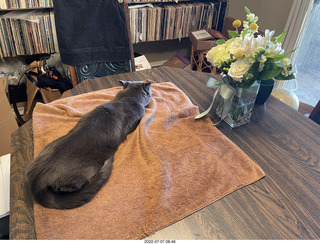 my cat Jane on the table