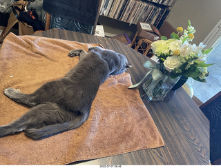 floral arrangement on my table + my cat Jane