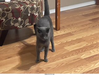 my cat Devin enjoying the bed in a new place