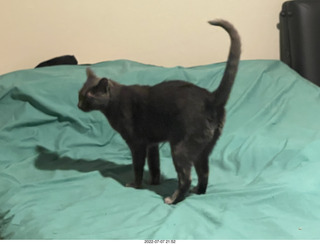 home construction + my cat Devin