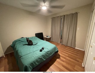 home construction + cat Devin