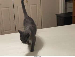 home construction - master bedroom + cat Devin