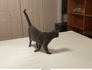 home construction + cat Devin