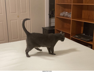 home construction + cat Devin