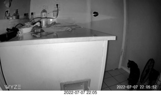 my cat Miss Pris at night in her safe space