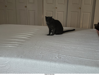 home construction done - master bedroom + my cat Devin