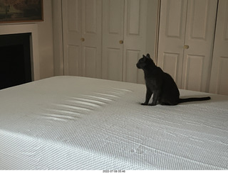 home construction - my old bed in middle bedroom + cat Devin