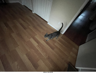 home construction - master bedroom + cat Devin