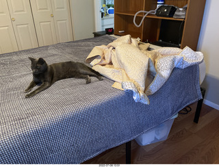 home construction done - master bedroom + my cat Devin