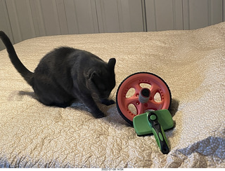 home construction done - large bedroom library + my cat Devin