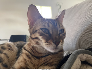 cat Pickle - she's growing up beautiful