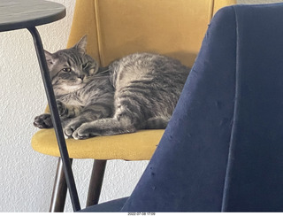 cat Potato - still handsome