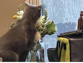 my cat Jane eating floral arrangement