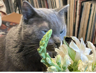my cat Jane eating floral arrangement