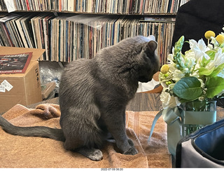 my cat Jane eating floral arrangement