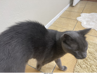 home construction - my cat Devin on my new mattress cover