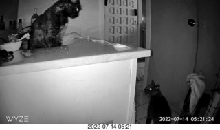 my cat Jane eating floral arrangement