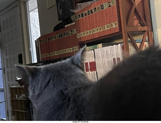 my cat Jane eating floral arrangement