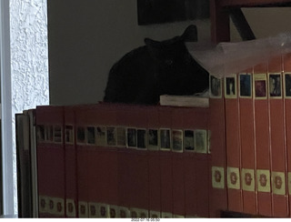 my cat Miss Pris in the sink