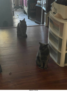 home construction - my new blanket + my cat Devin