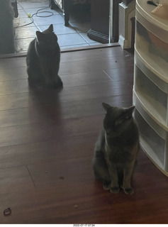 home construction - my new blanket and spread + my cat Devin