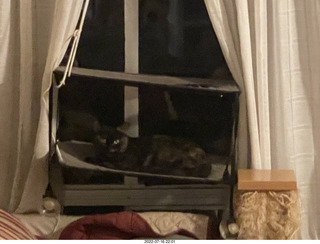 my cat Miss Pris on my reel tapes