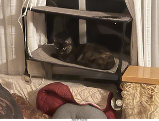 my cat Miss Pris on my reel tapes