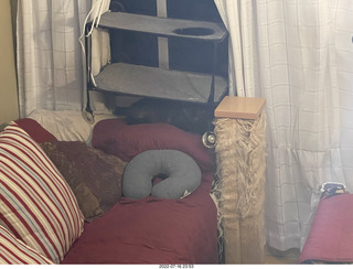 my cat Miss Pris on my reel tapes