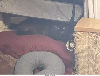 my cat Miss Pris on my reel tapes