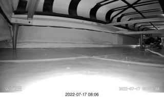 my cat Miss Pris under the couch