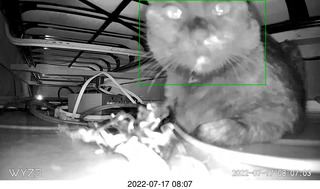 my cat Miss Pris on my reel tapes