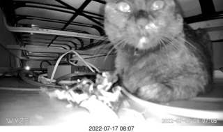 my cat Miss Pris in the hifi room