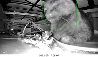 my cat Miss Pris under the couch