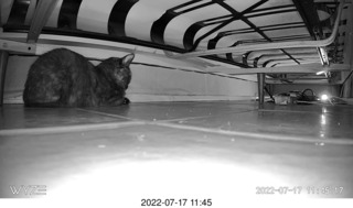 my cat Miss Pris under the couch