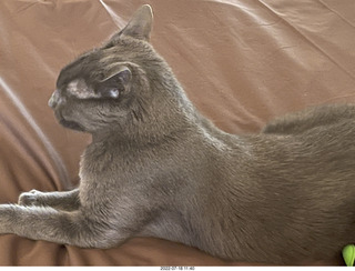 home constructions done - my cat Devin on my new bed