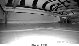 my cat Miss Pris under the couch