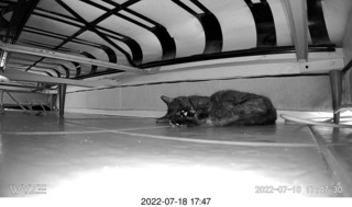 my cat Miss Pris in the hifi room