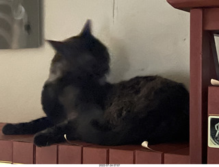 my cat Miss Pris under the couch