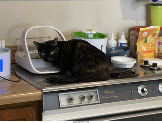 Halo Cat Rescue paperwork for my cat Miss Pris