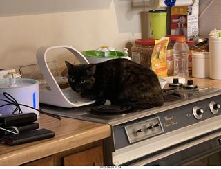 my cat Miss Pris at the feeder