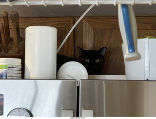 my cat Miss Pris atop the 'fridge